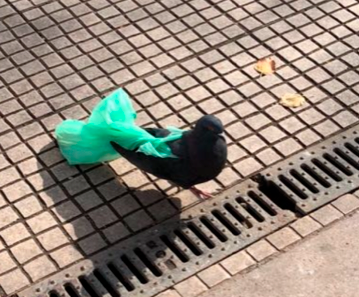 Con apoyo del Ministerio de Medio Ambiente: Gobierno de Chile promulga Ley de bolsas Plásticas