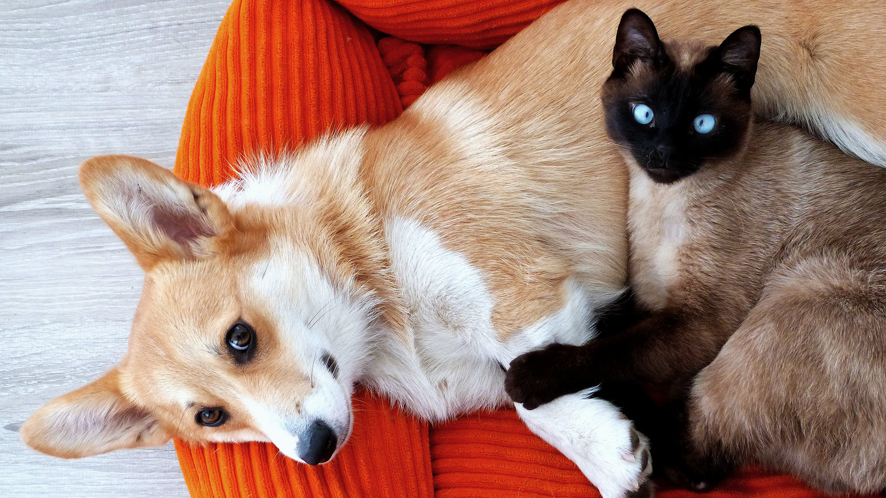 Mascotas longevas: ¿Cómo cuidar su alimentación?