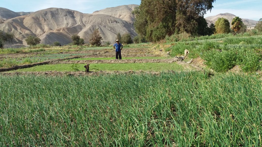 Proceso de reconsideración para programa de recuperación de suelos en Tarapacá