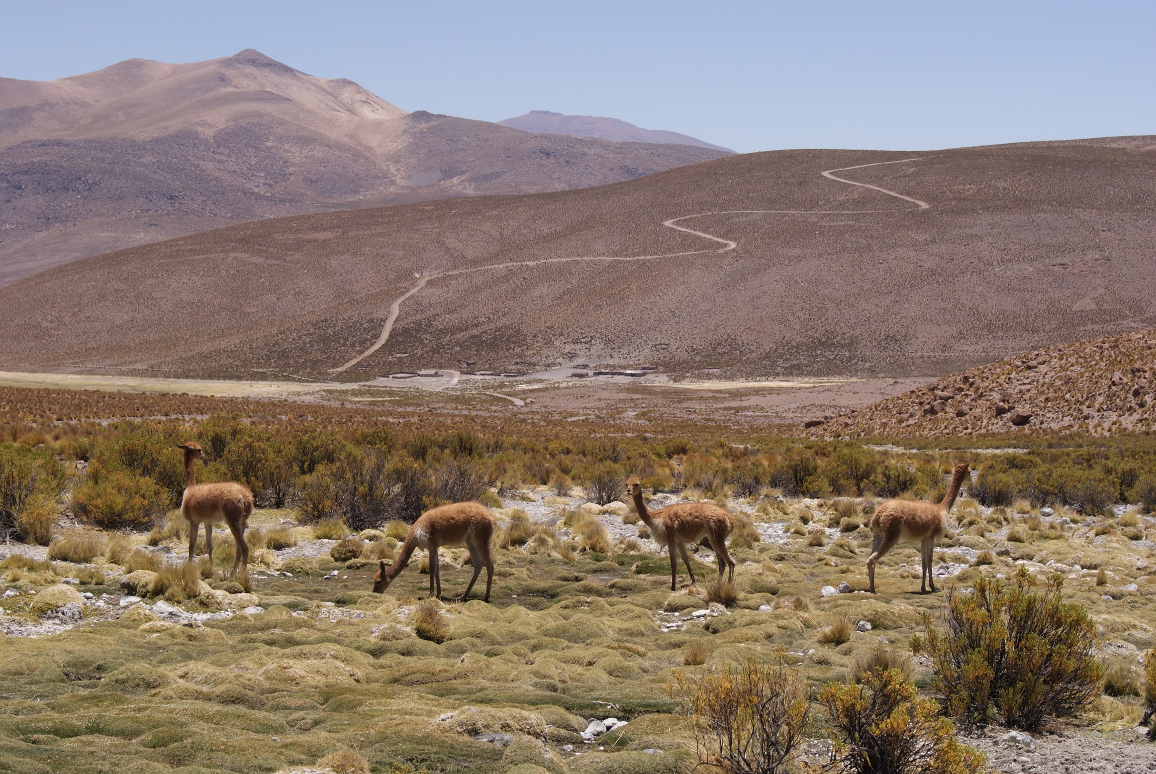 CONAF celebra Día Nacional del Medioambiente liberando ingreso a parques nacionales