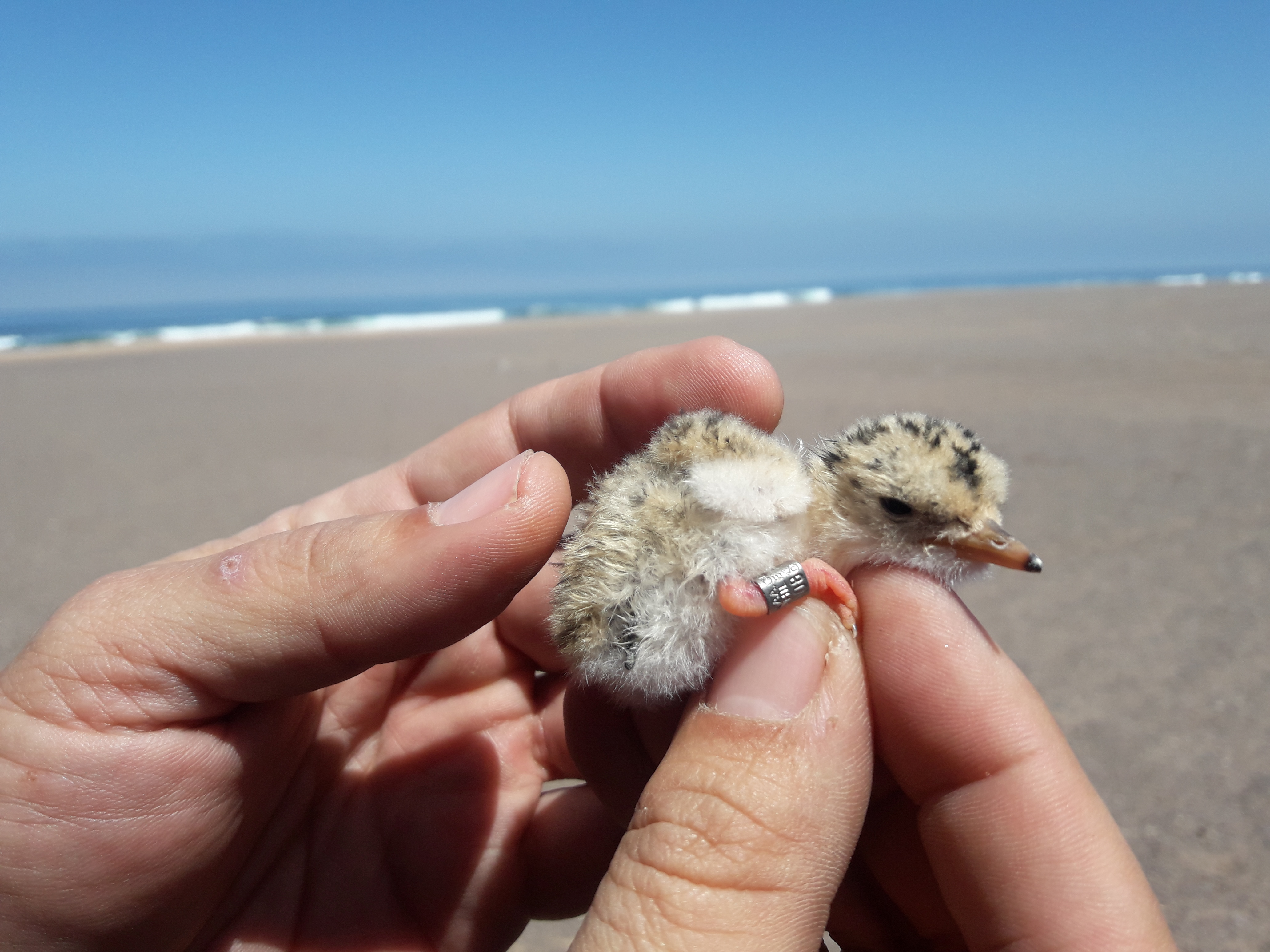 SAG Tarapacá participa en censo trinacional de Gaviotín Chico