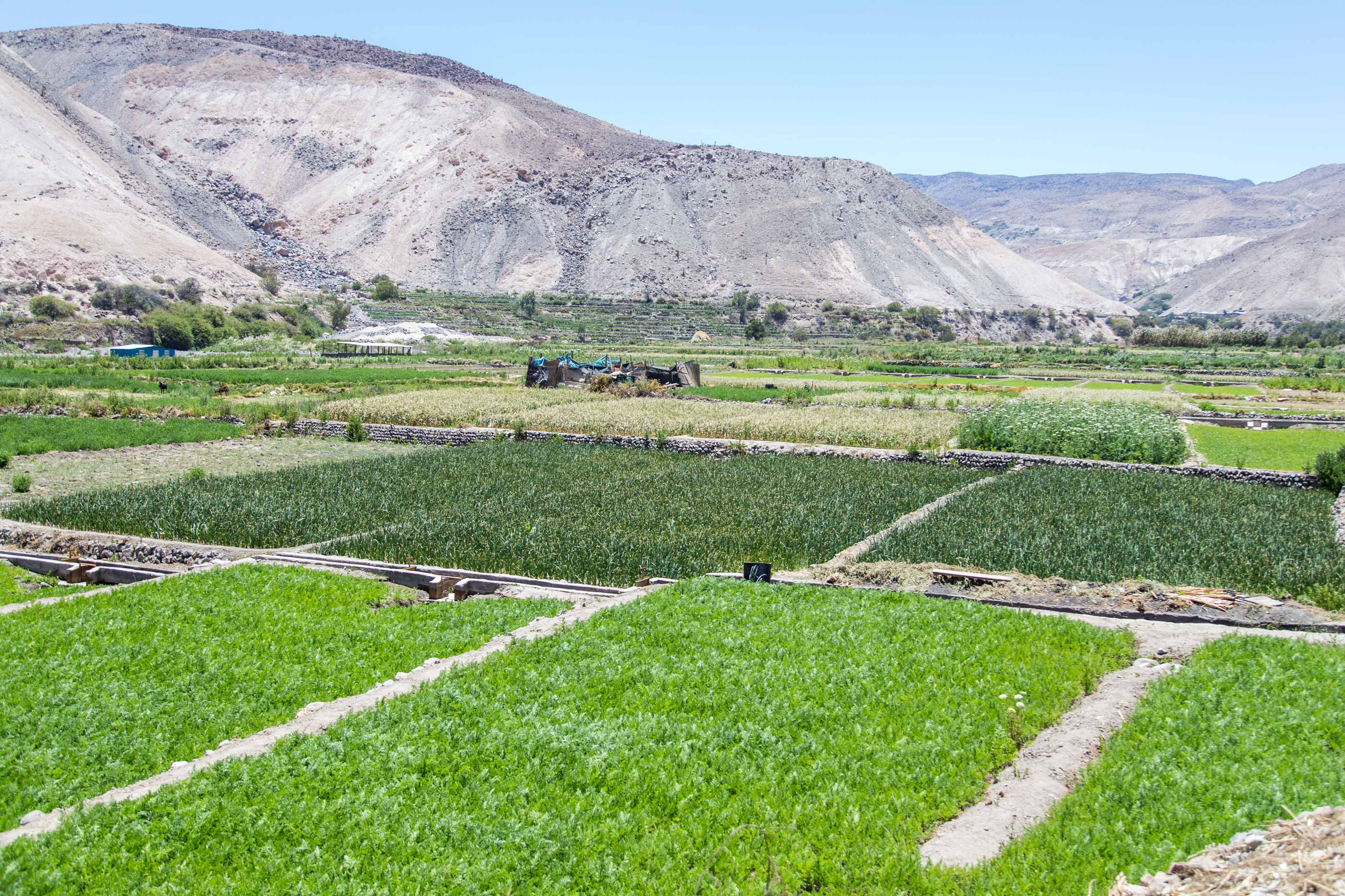 Destinan más de $180 millones para recuperar suelos degradados en Tarapacá el segundo semestre