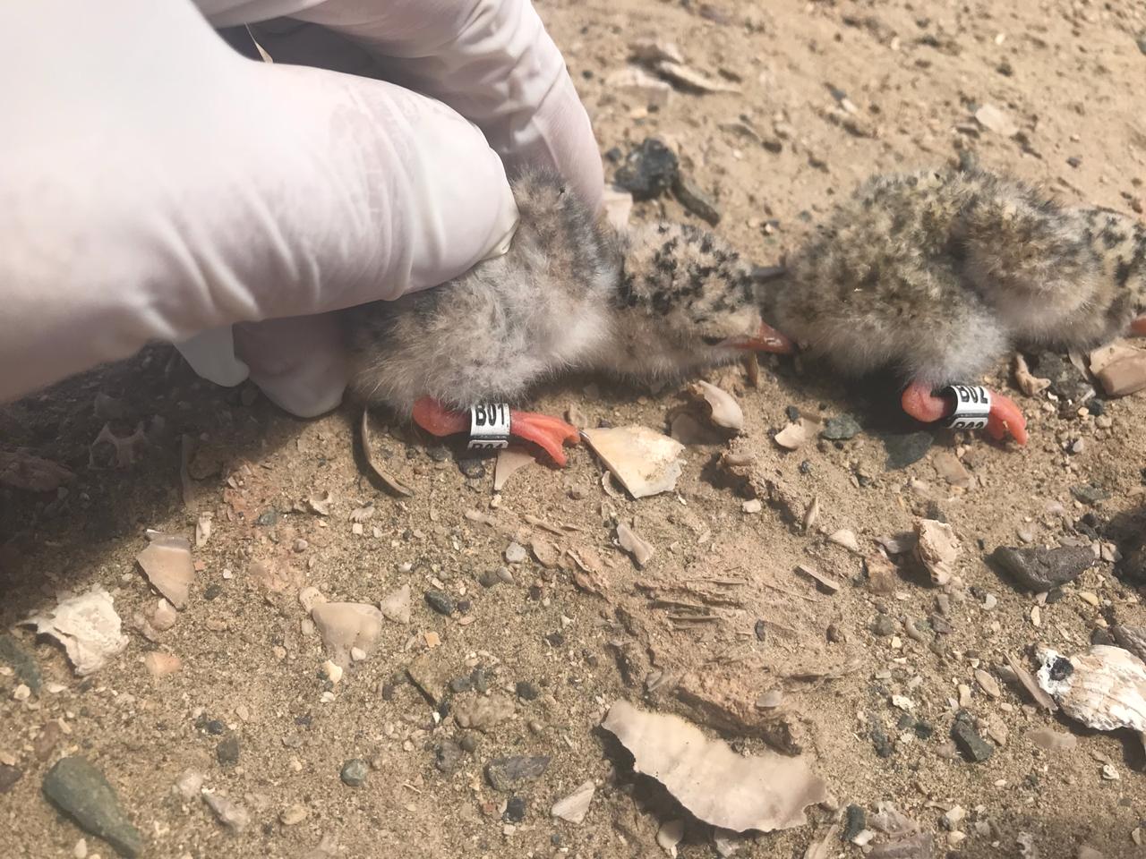 SAG Tarapacá realiza campaña histórica de Gaviotín Chico