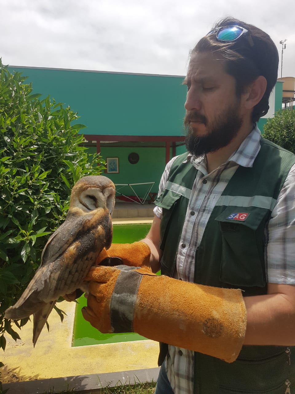 SAG rescata y libera con éxito lechuza