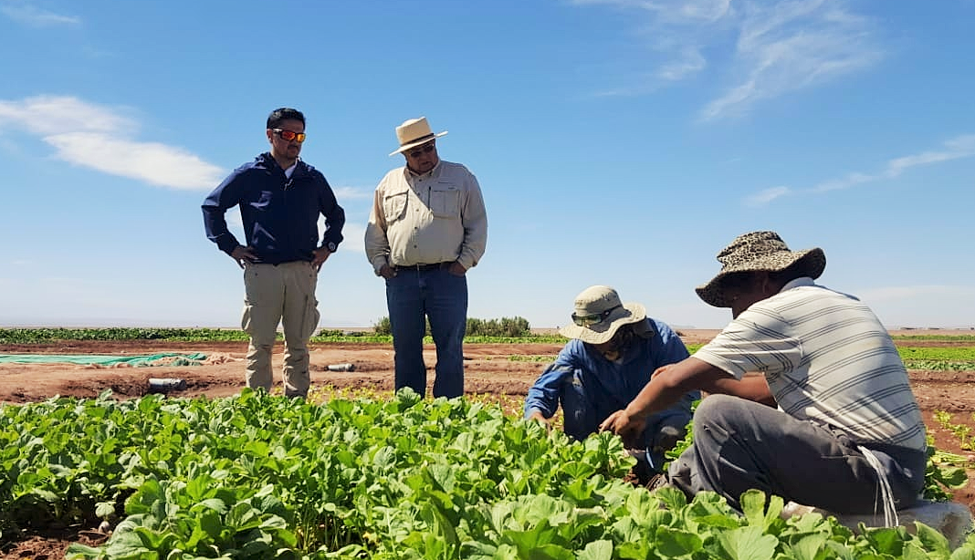 Corfo inicia certificación de melones y lechugas de Pintados
