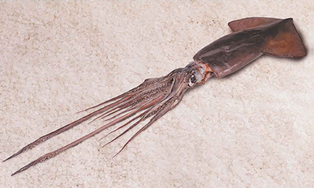 Senador Jorge Soria vota a favor de moción que recoge sentir de pescadores artesanales