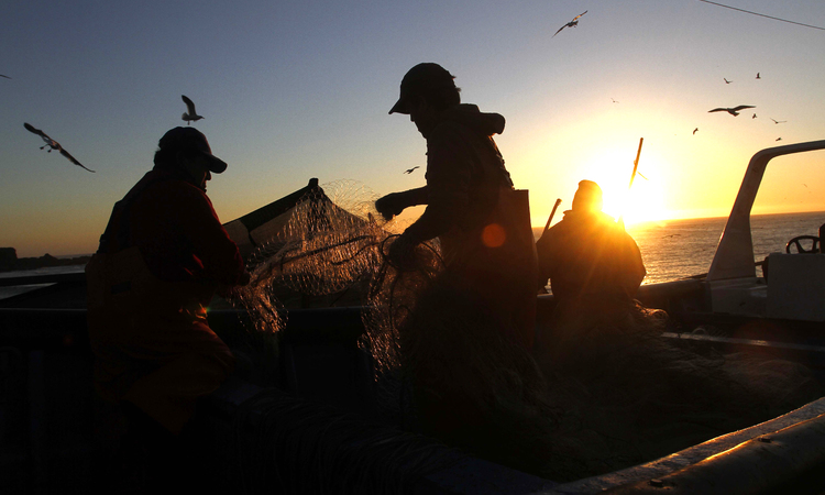 Veda de la corvina en todo el territorio nacional