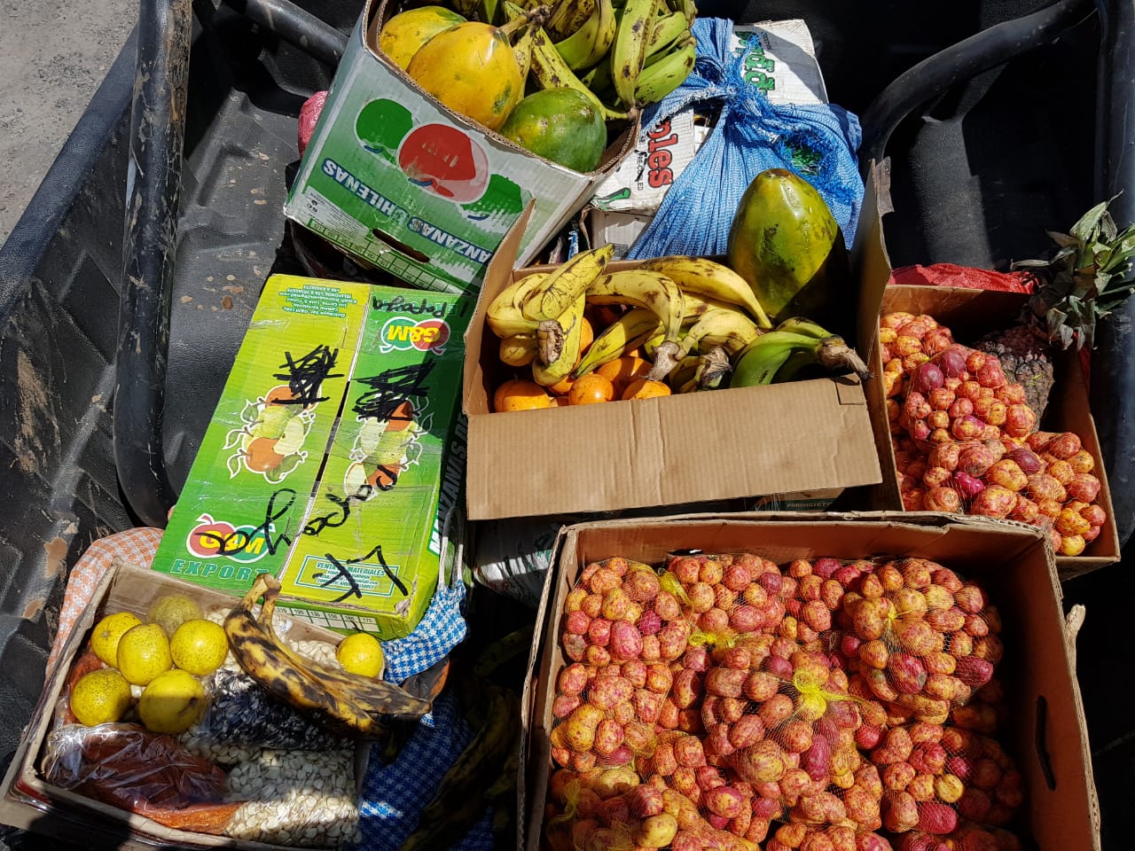 SAG detectó mangos abandonados en la vía pública con larvas de moscas de la fruta