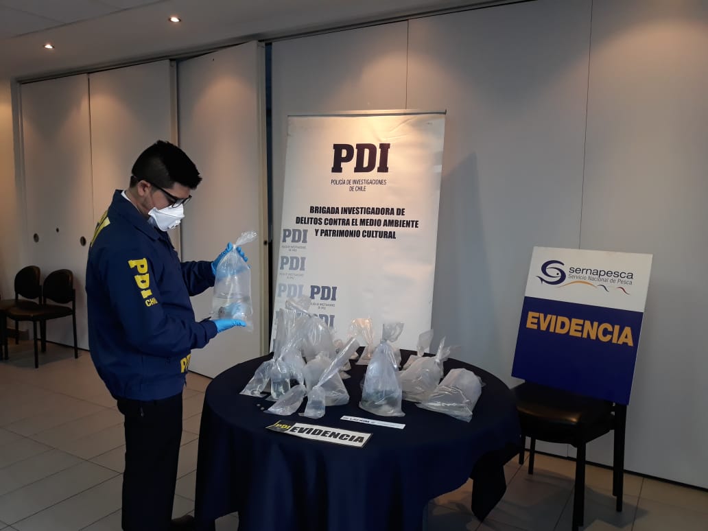 Detenido en Chacalluta por intentar ingresar al país con 63 ejemplares de peces vivos