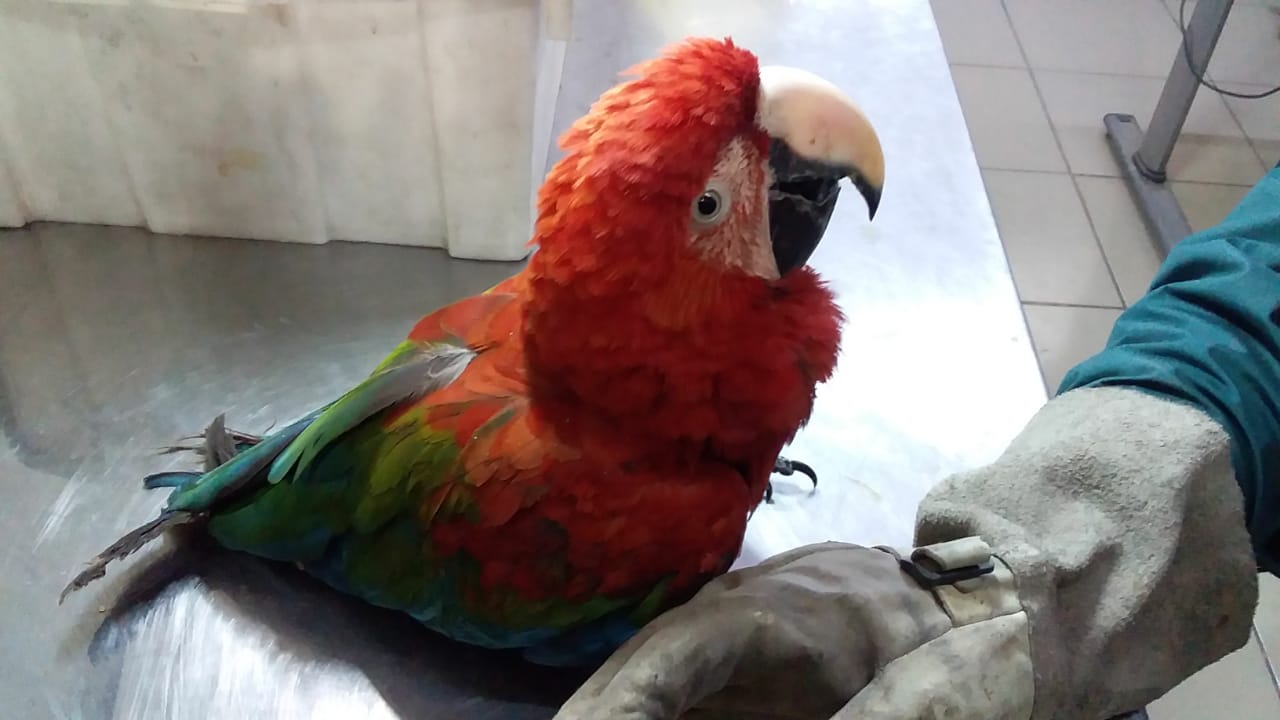 4 loros y 2 guacamayos decomisó el SAG en Complejo Fronterizo de Colchane