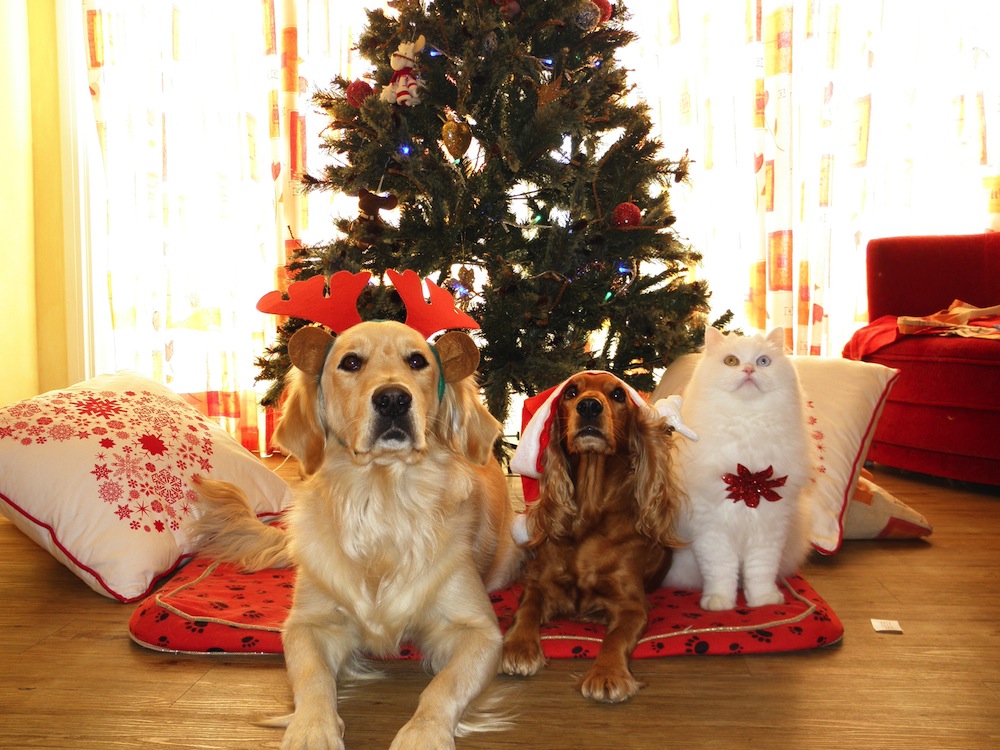 Protege a tus mascotas en Navidad y Año Nuevo