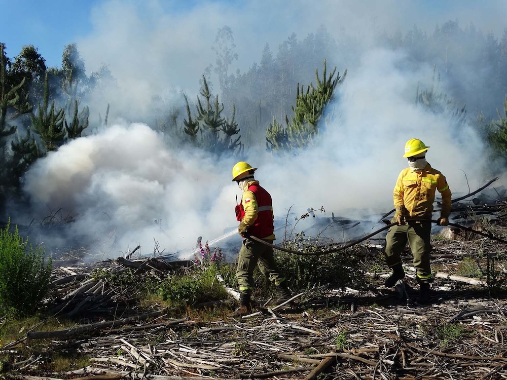 Empresas forestales combaten incendios con todos sus recursos en zona sur del país