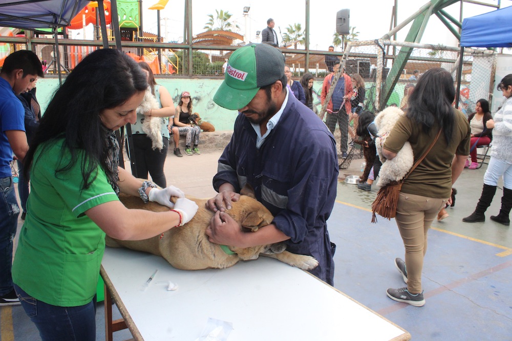 Hoy y mañana Canil Municipal realiza masivo operativo en Caleta San Marcos﻿