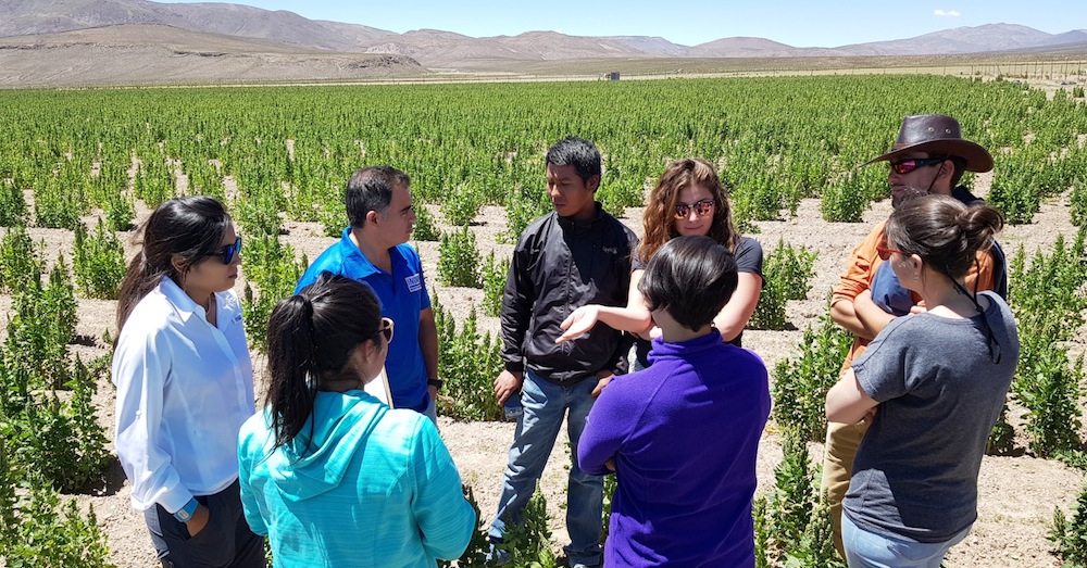 Día de Campo prepara INDAP en Colchane durante Congreso Mundial de la Quinua