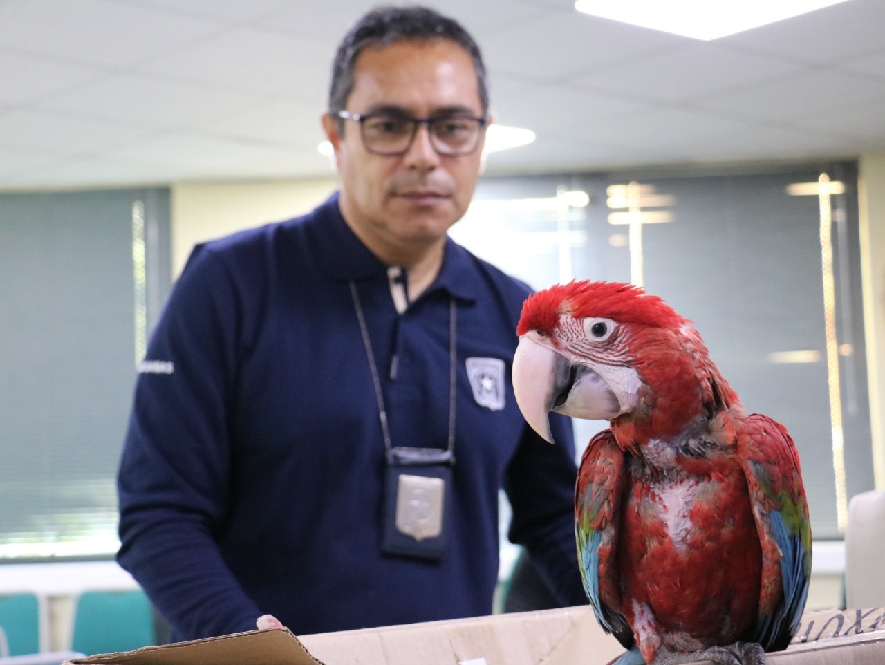 Aduanas rescata a tucanes y guacamayos abandonados en el desierto