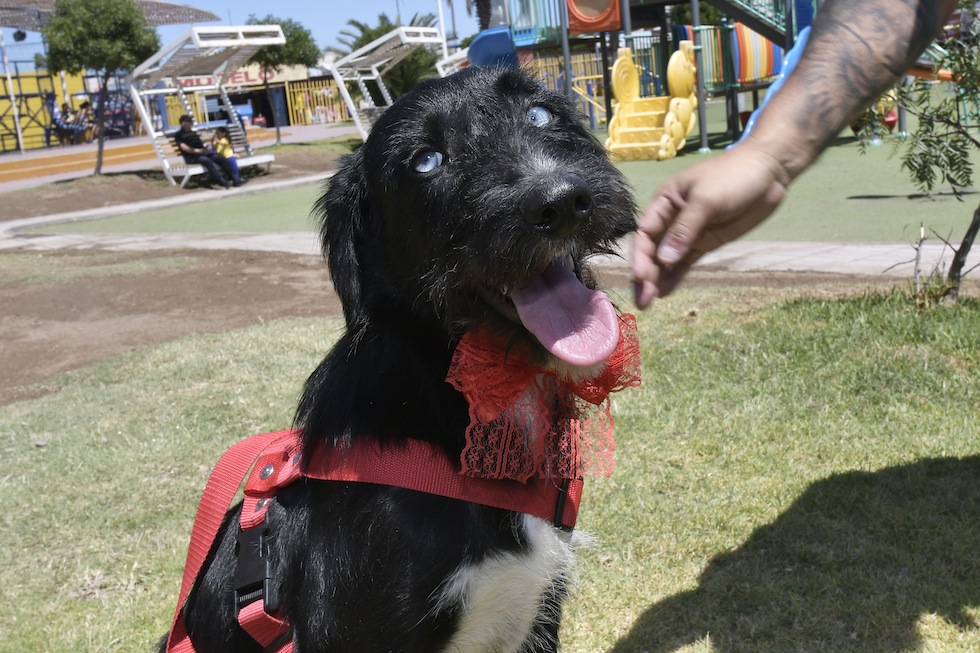 Perrita rescatada por equipo veterinario municipal es recuperada y puesta en adopción