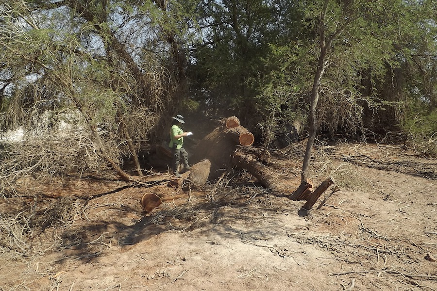 CONAF detecta corta no autorizada de tamarugos en Reserva Nacional