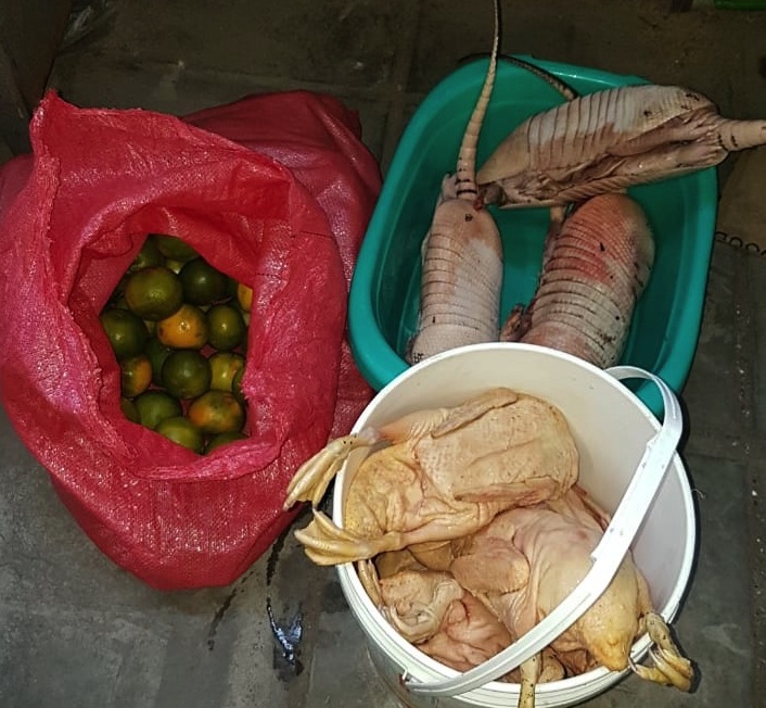 En la vía pública SAG decomisó ﻿tres armadillos faenados﻿