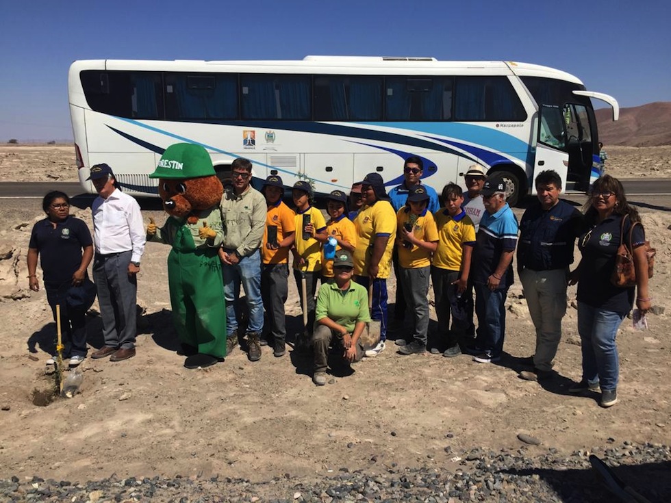 CONAF: 400 árboles darán sombra a los peregrinos que caminen a La Tirana﻿