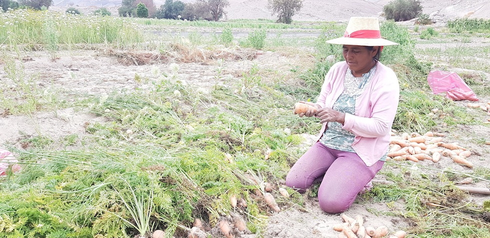 Destinan $222 millones para recuperar suelos degradados en Tarapacá durante el 2019