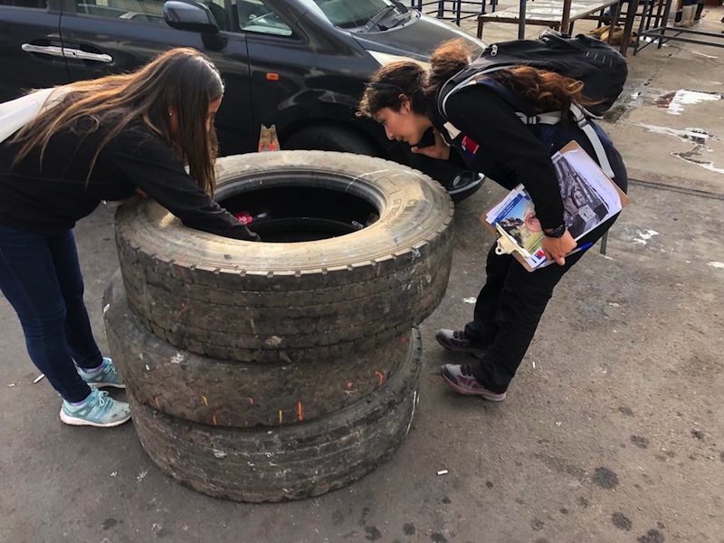 Salud refuerza vigilancia en Iquique y Huara para evitar dispersión del mosquito Aedes aegypti