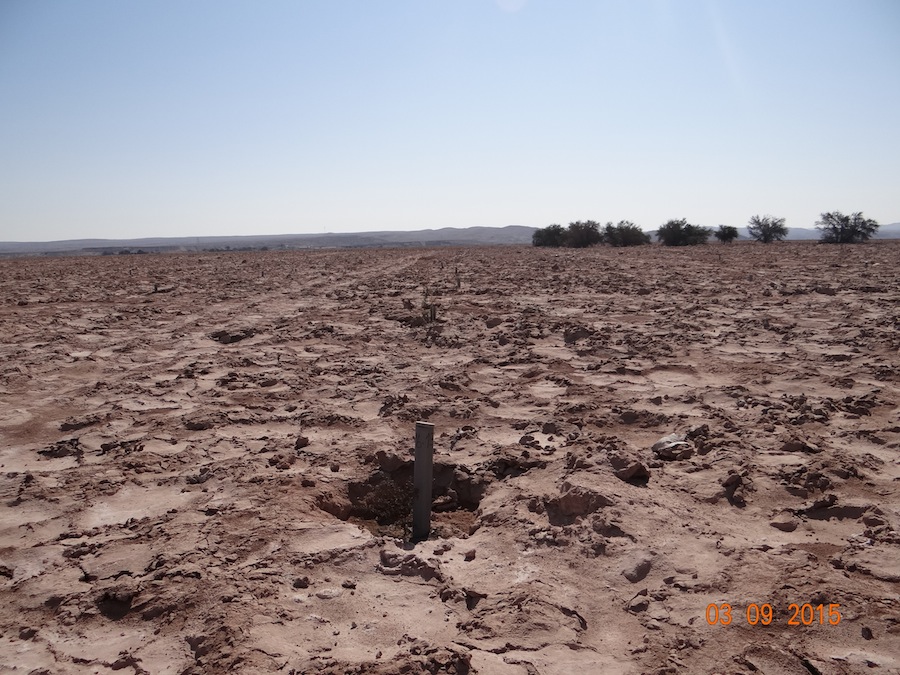 CONAF Tarapacá realiza forestación de más de 80 hectáreas con nueva tecnología en el desierto más árido del mundo