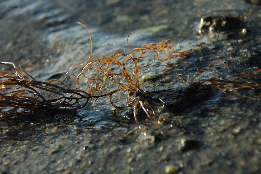 Amor a distancia no sirve. Pelillo identificado en Perú se debe clonar para sobrevivir