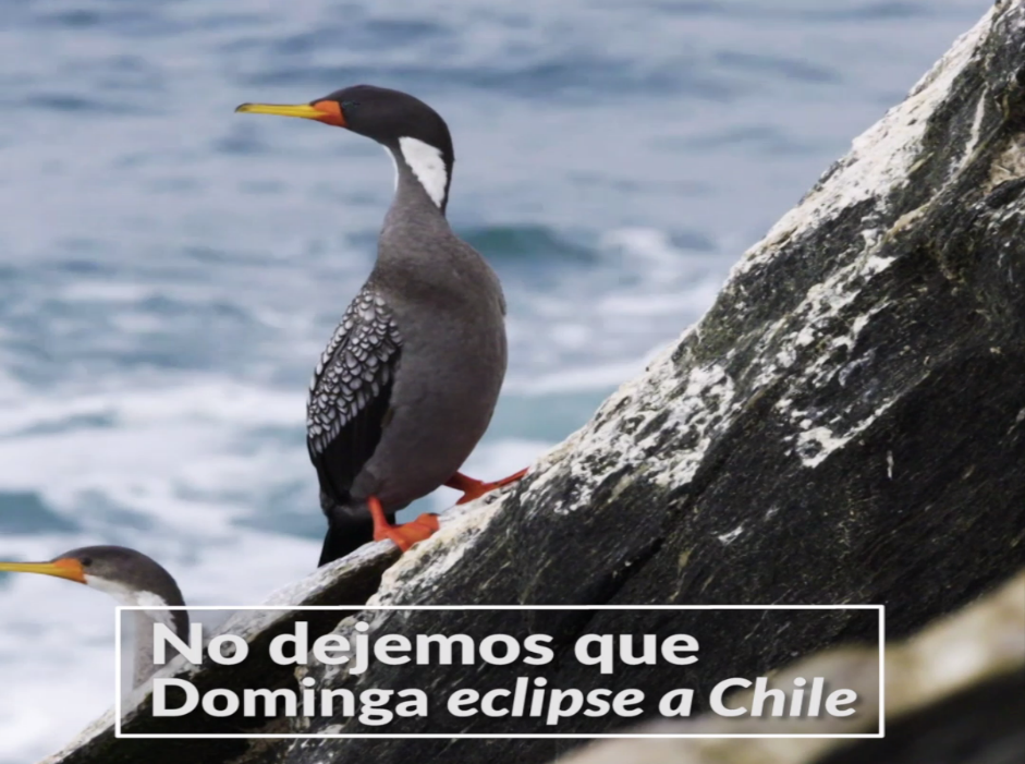 “No dejemos que Dominga eclipse a Chile”