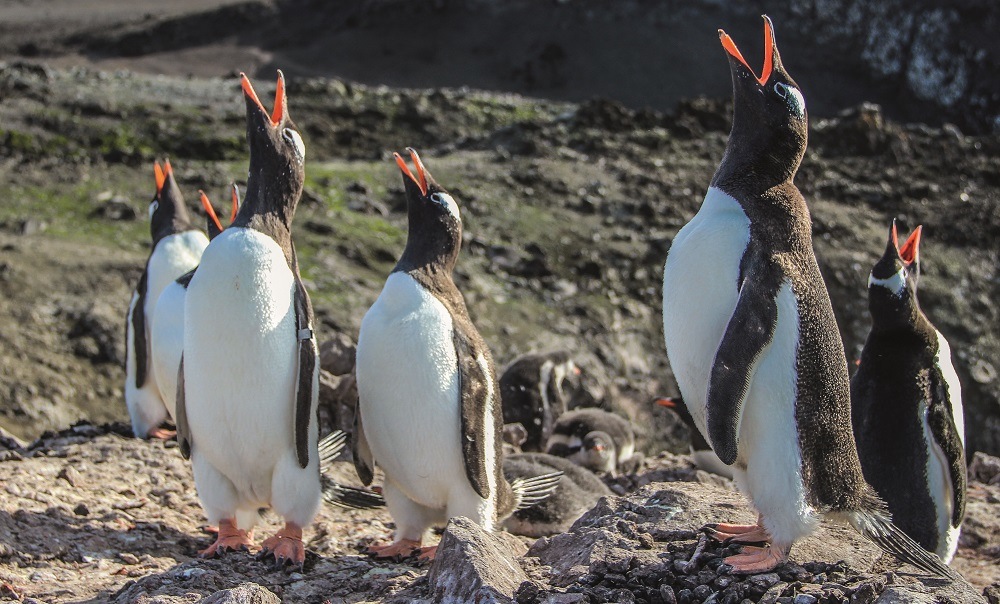 Concurso fotográfico “Ojo de Pez” premia con un viaje a la Antártica