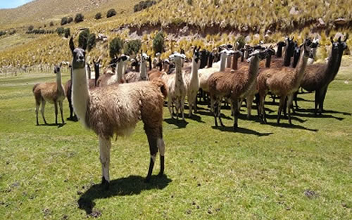 Aún hay plazo para postular a la convocatoria de los proyectos más innovadores en el agro