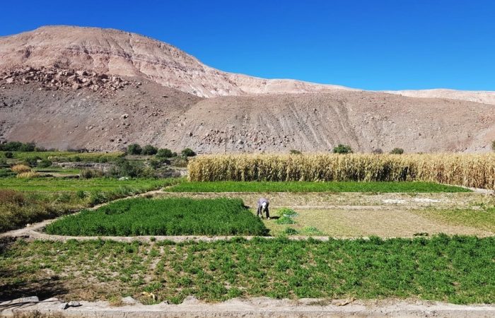 Aún hay plazo para postular a la convocatoria de los proyectos más innovadores en el agro