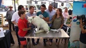 57 organizaciones son las ganadoras de los Fondos Concursables 2019 del programa Mascota Protegida