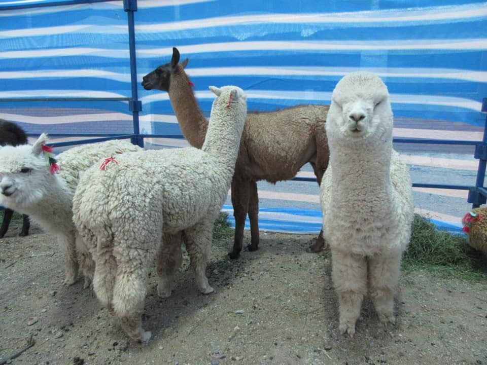 Cores apoyan Festival de la Esquila en Visviri