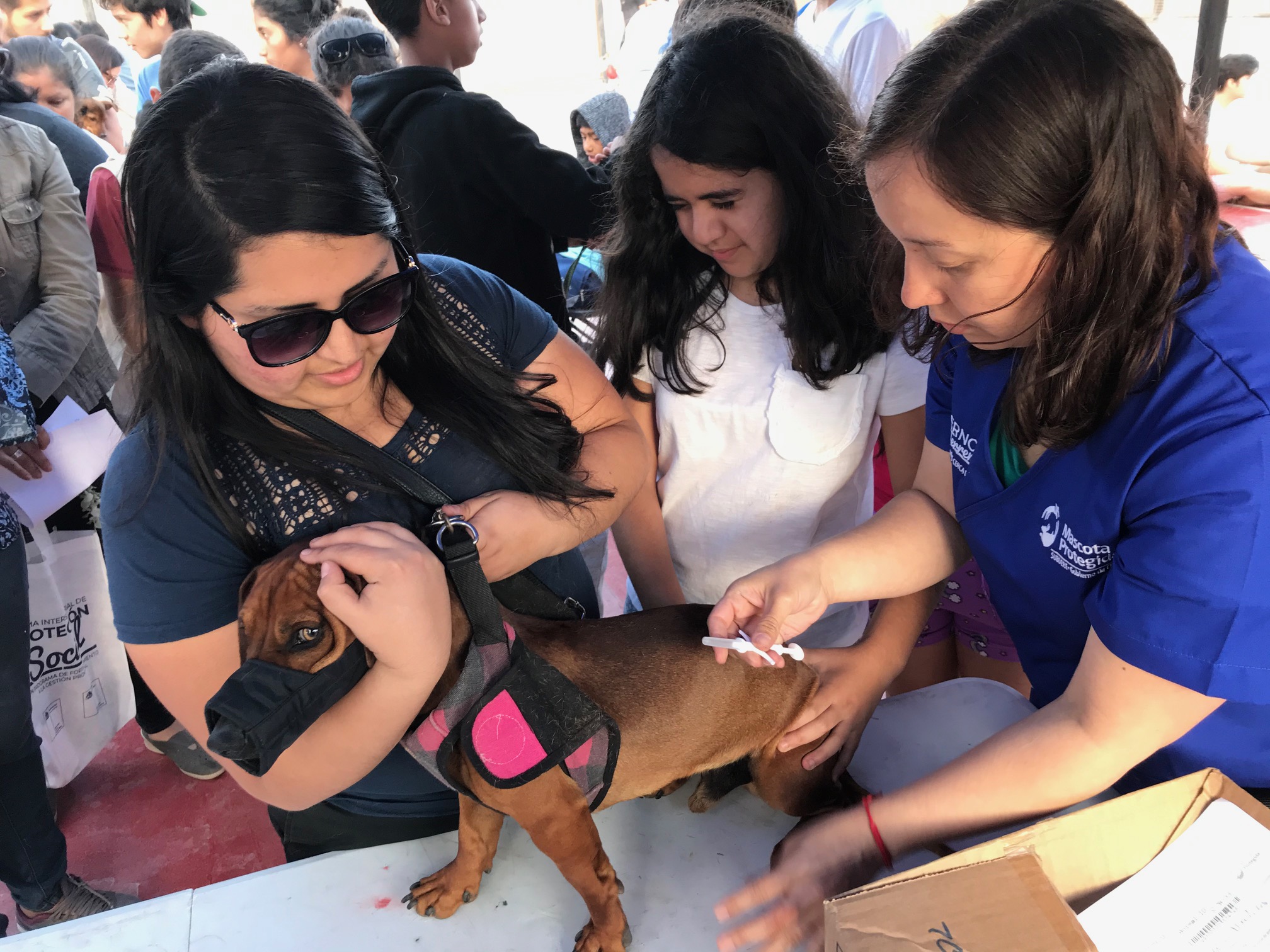 Gobernación instala microchips a mascotas de Alto Hospicio e Iquique