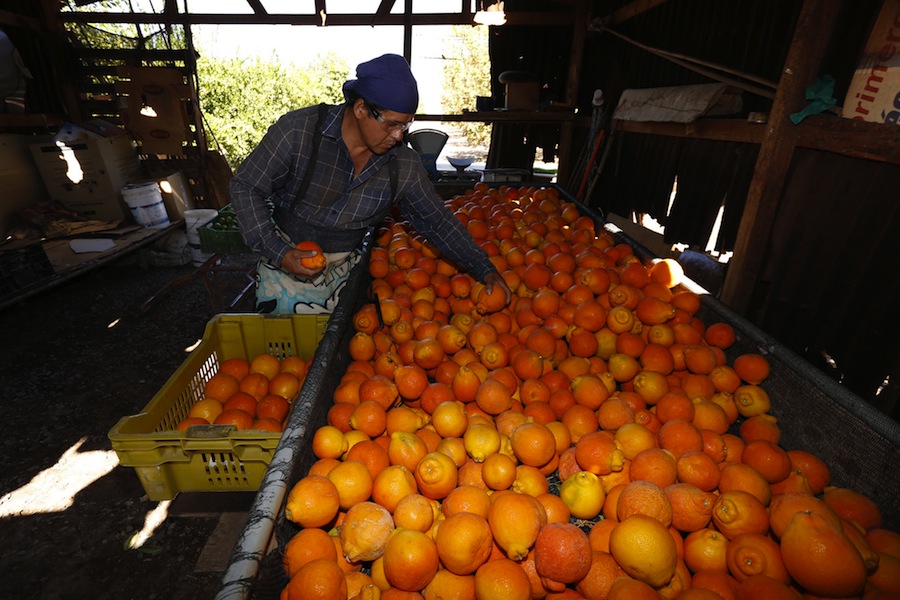 Pomelos y naranjas podrán ser exportados al mercado Chino