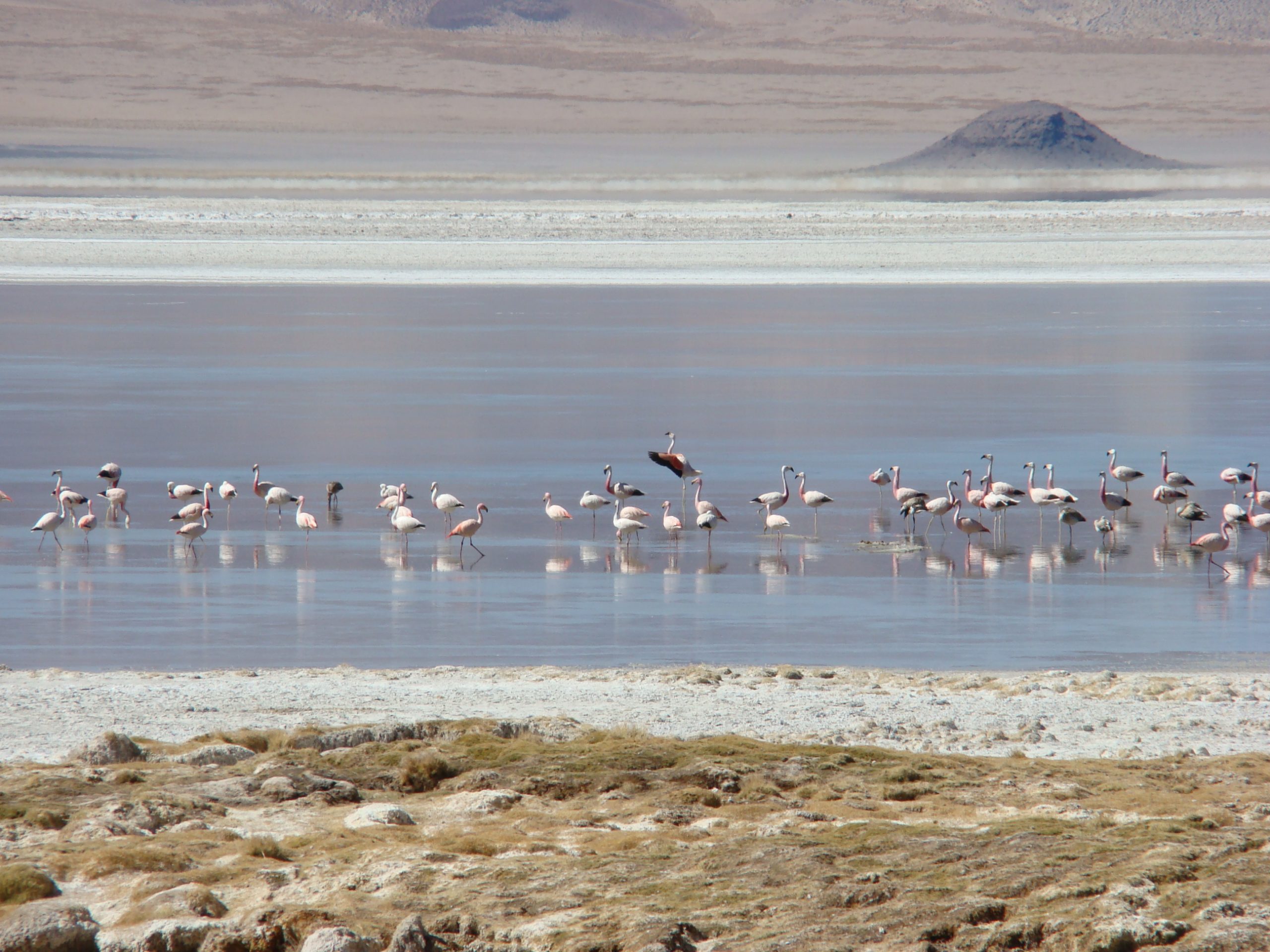 CONAF Tarapacá celebra Día Mundial de los Humedales promoviendo el compromiso con su protección