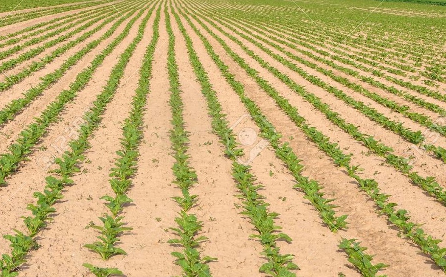 Seleccionan plantas forrajeras para producción de colorantes naturales y nutracéuticos