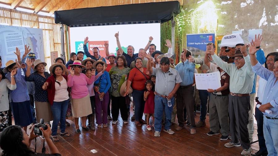 Plantarán 30 hectáreas de alfalfa para ganado de la Pampa del Tamarugal