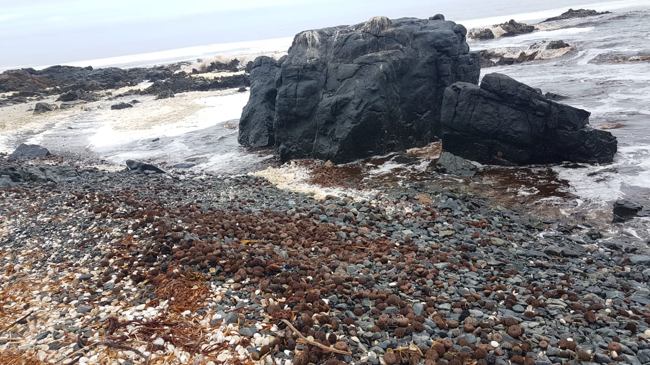 Varazón de erizos en tramos desde Pabellón de Pica a caleta Río Seco