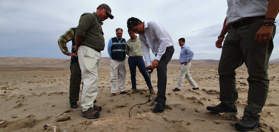 Canes detectores del SAG identifican nidos de Golondrinas de Mar Negra