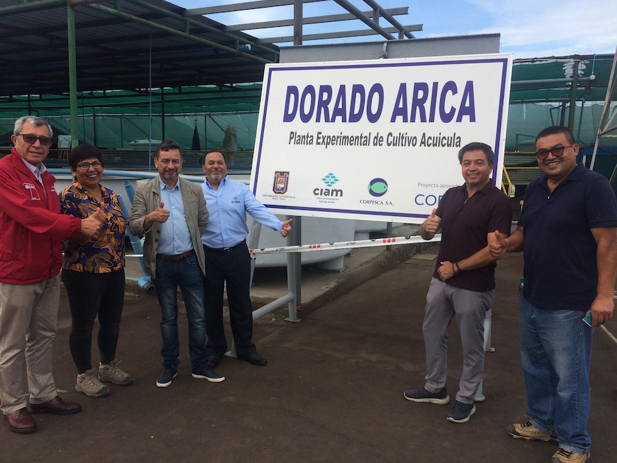 Trabajan para producir masivamente juveniles de “El Dorado”