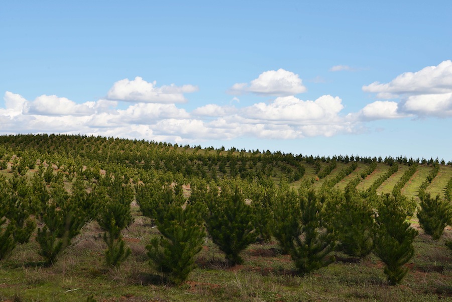 CORMA: “Sector forestal puede llegar al “100% de captura de emisiones”