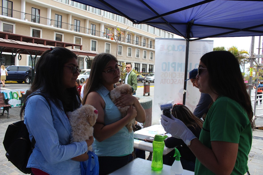 Canil Municipal de Iquique realizó más de 1.300 atenciones en lo que va de 2020
