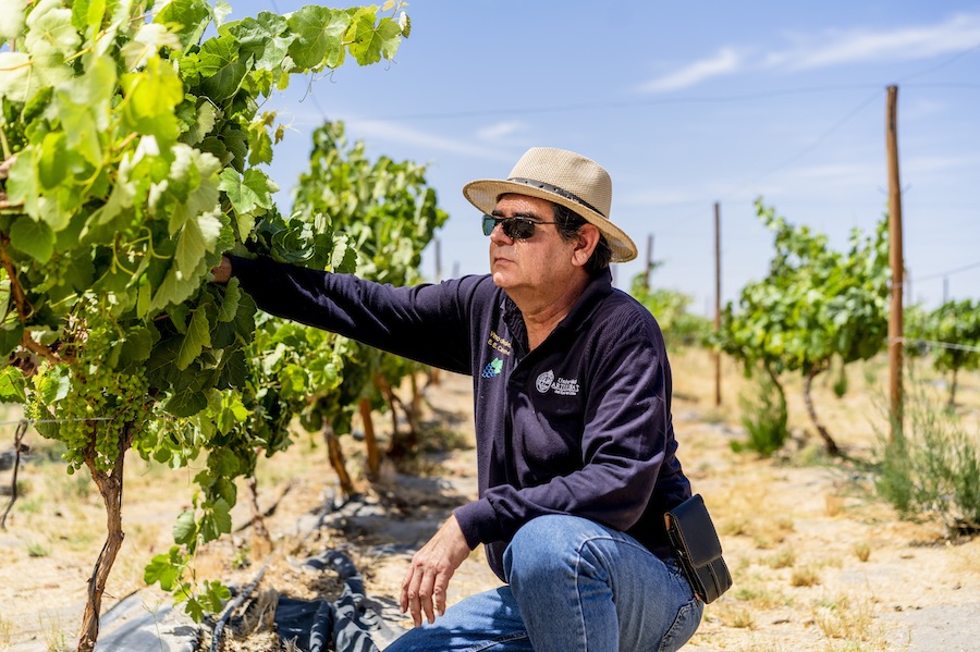 La Vendimia en tiempos de Covid-19, por Marcelo Lanino