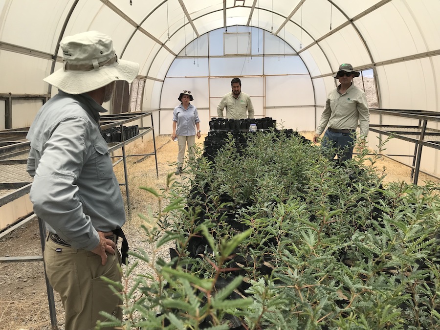 CONAF celebra 50 años de vida al servicio de los bosques y la naturaleza de Chile