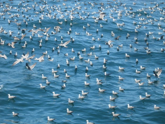 IFOP y ATF Chile desarrollan Guía de Identificación de Aves Marinas en las Zonas de pesca del mar chileno