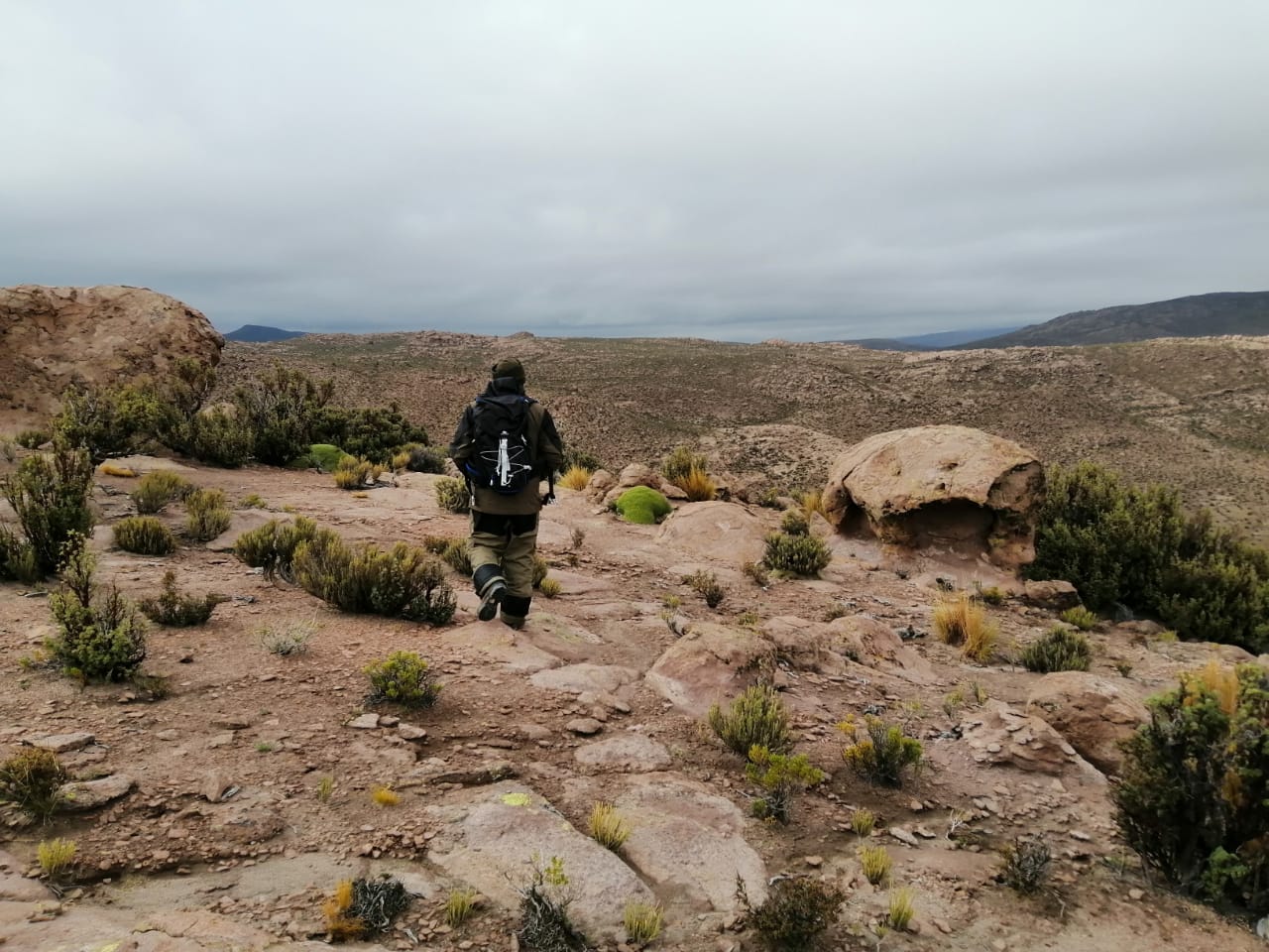 CONAF dictará seminario online gratuito sobre patrimonio y conservación en Chile