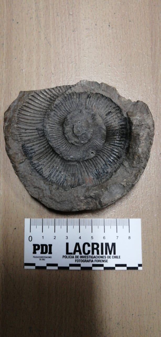 BIDEMA de la PDI detiene a vecino que pretendía comercializar un fósil protegido