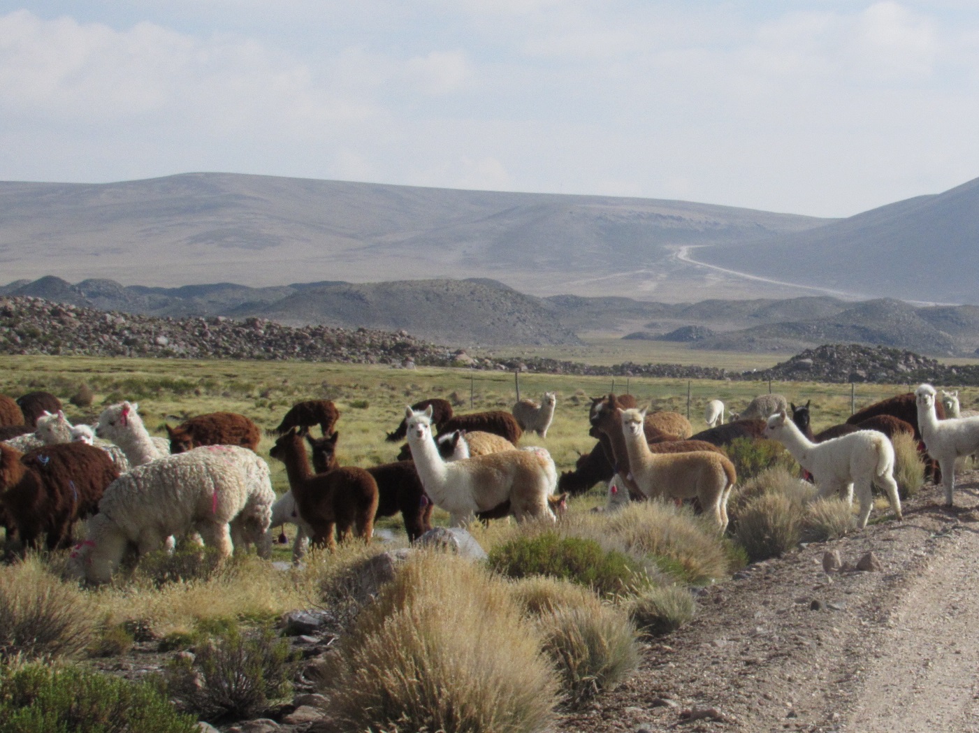 Pymes turísticas de Parinacota también requieren apoyo