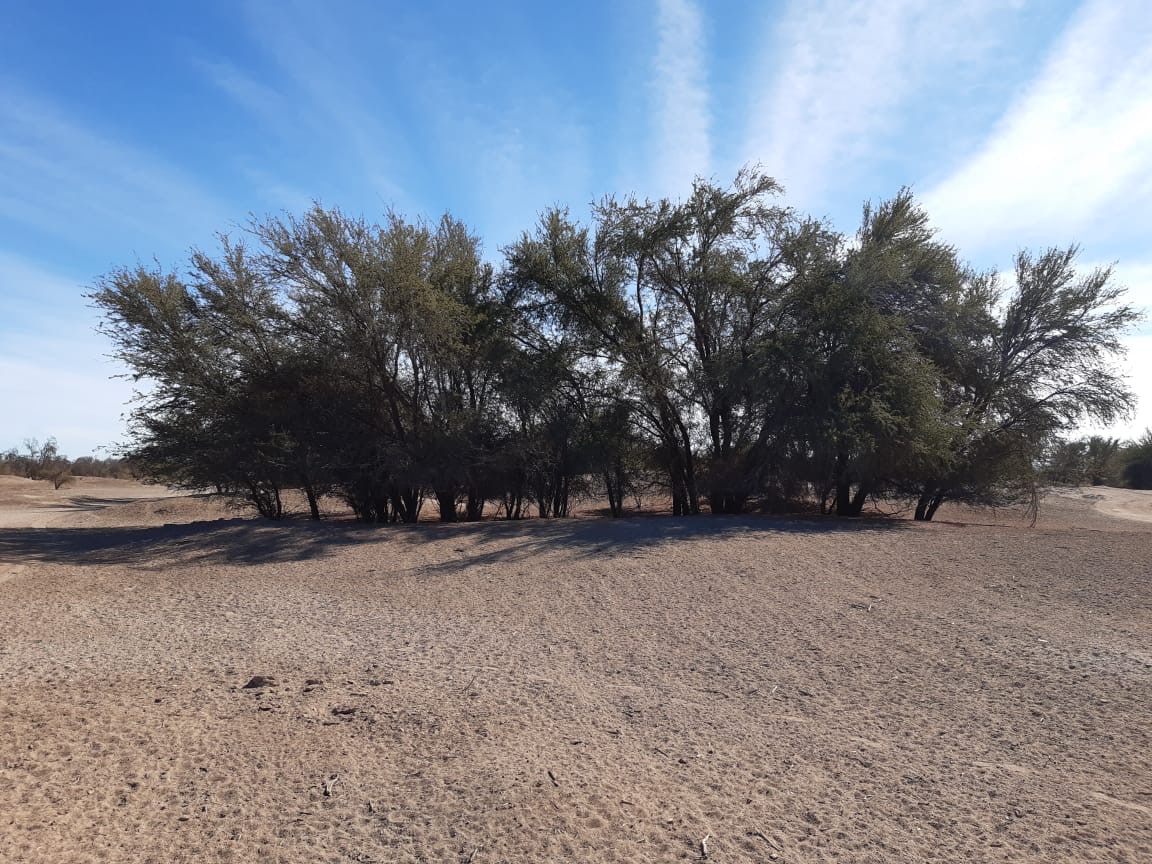 CONAF celebra como actor central en conservación Día Mundial del Medio Ambiente